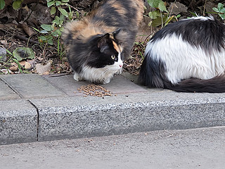 今天也是撸猫粮的一天