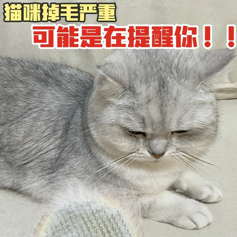 注意了！猫咪掉毛可能是在提醒你！