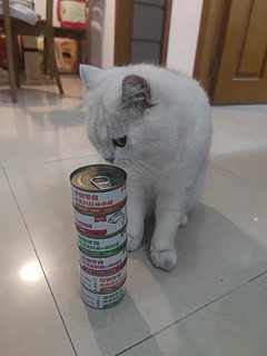 朵迪优乐猫罐头是一款比较受欢迎的猫罐头