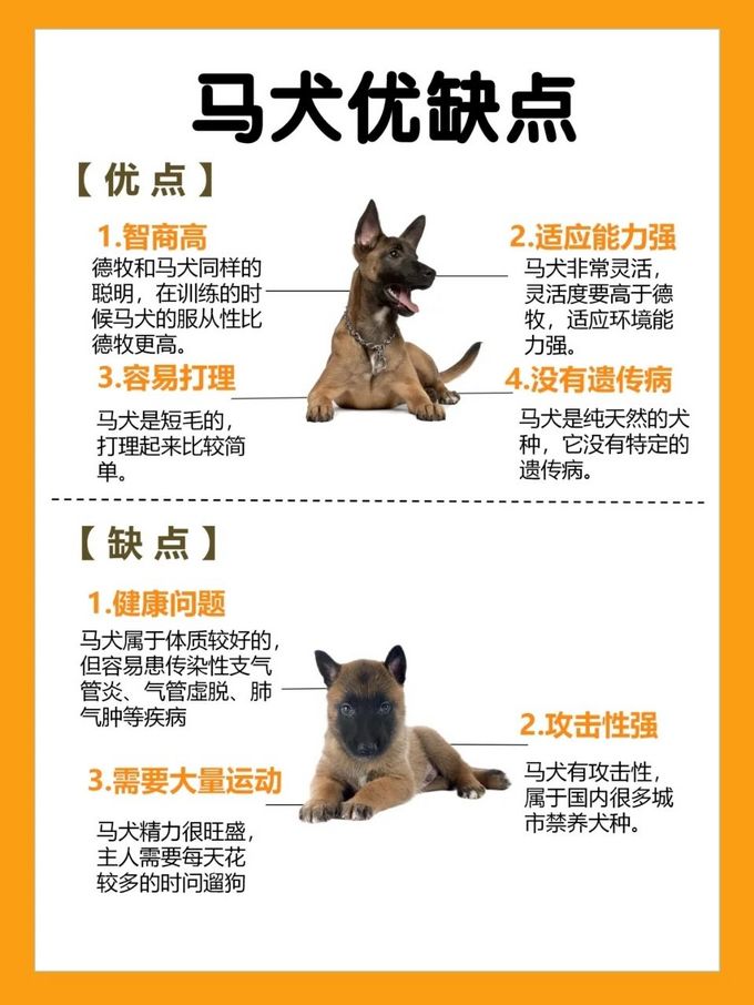 细犬和马犬图片