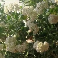 河南发现一太太，客厅“玉树琼花”，真漂亮，妥妥的视觉盛宴
