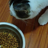 「宠物猫喂食技巧：如何培养宠物猫的食欲？」