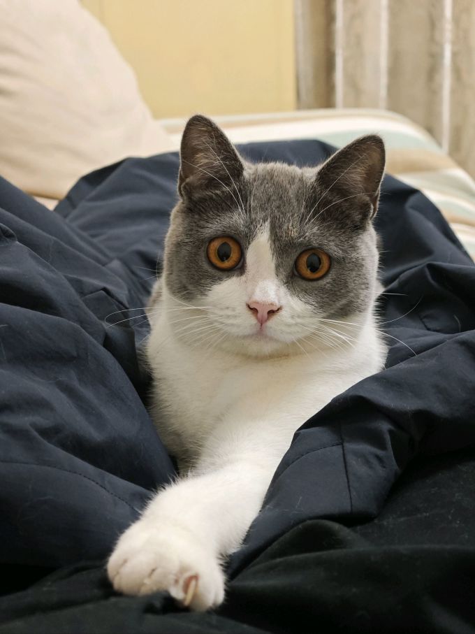 梵都宠舍通用猫狗窝