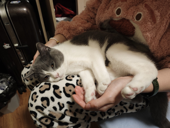 梵都宠舍通用猫狗窝