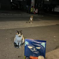半夜打劫我的两个修猫,你们保持距离好不啦