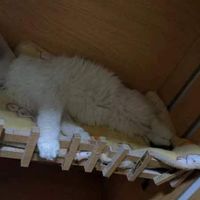小猫的冬天也要暖乎乎的