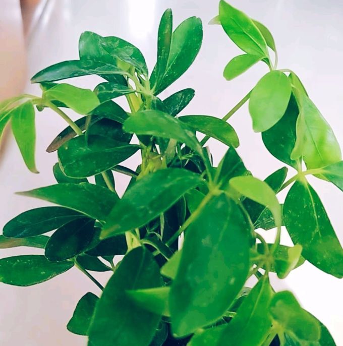 忻朵鲜花绿植