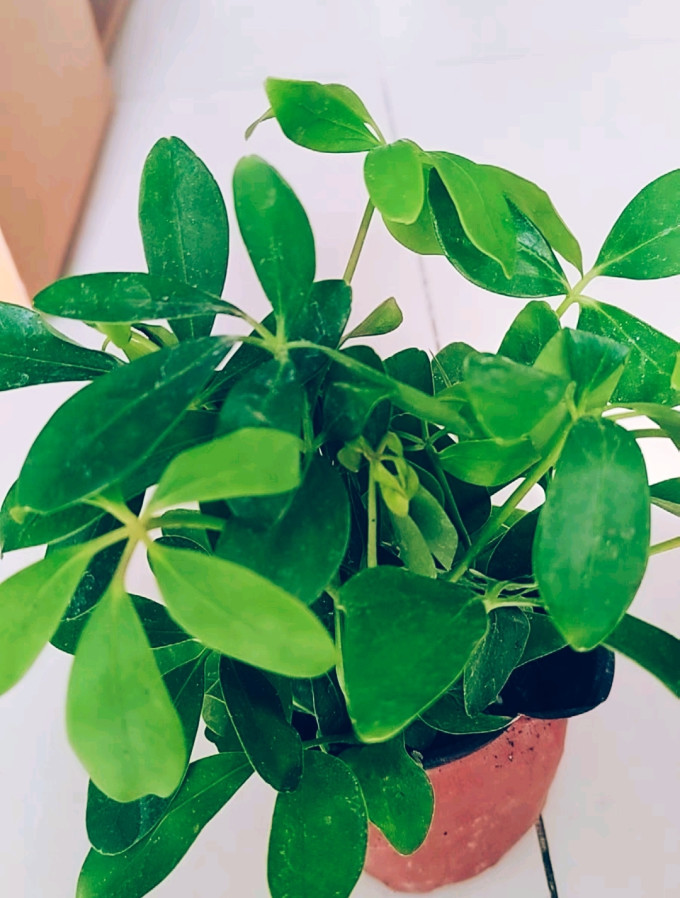忻朵鲜花绿植