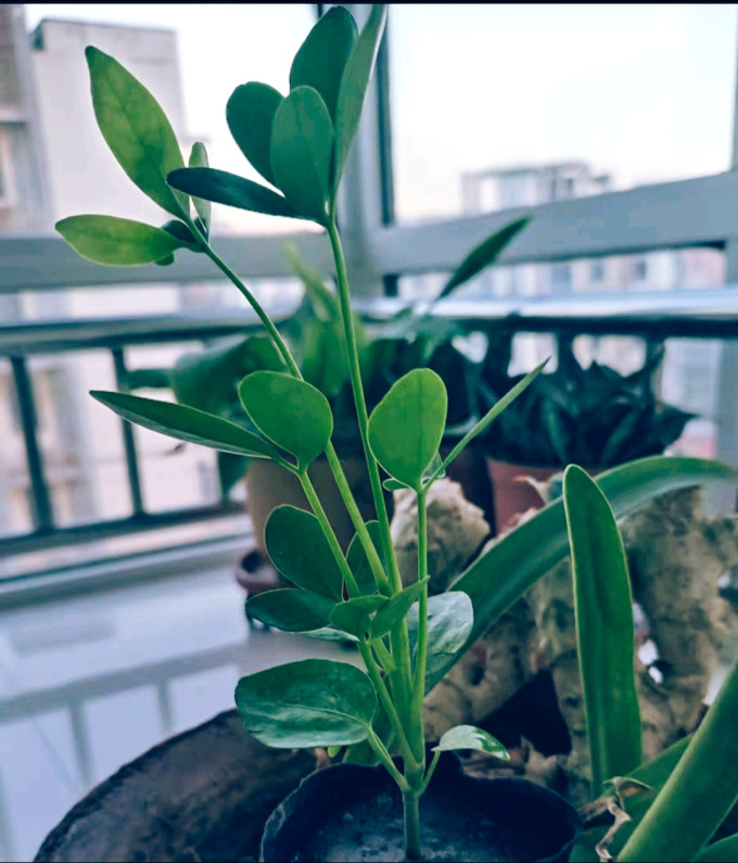 忻朵鲜花绿植