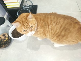 吃起来还可以的猫粮，感觉猫咪要成精了