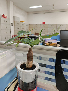 小小发财树，大功效！办公室绿植必备!