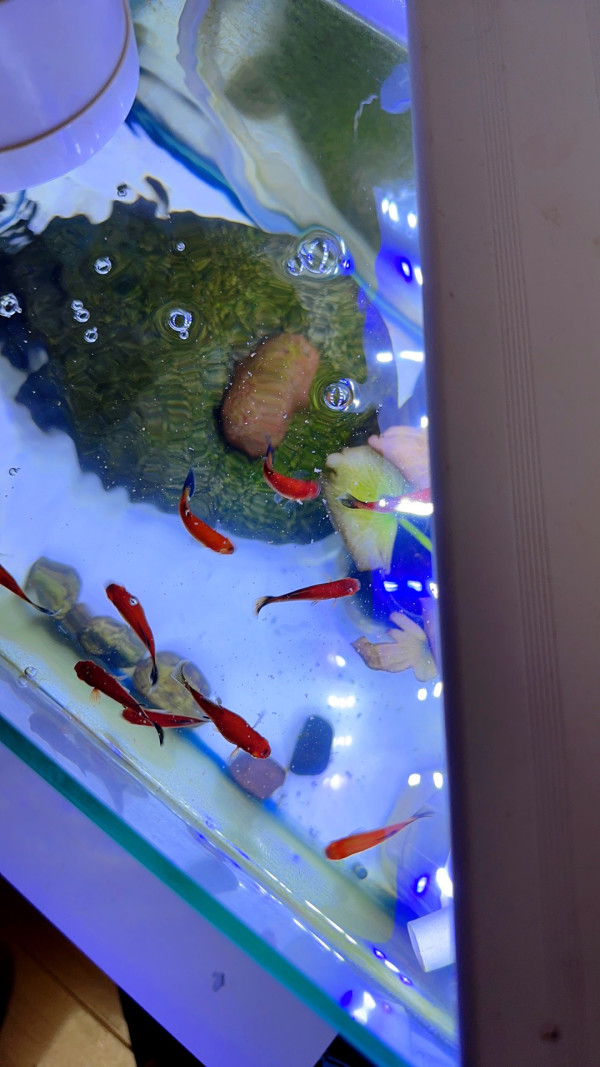 脱壳丰年虾卵颗粒纯天然高蛋白小型热带鱼孔雀鱼幼苗超细开口饲料