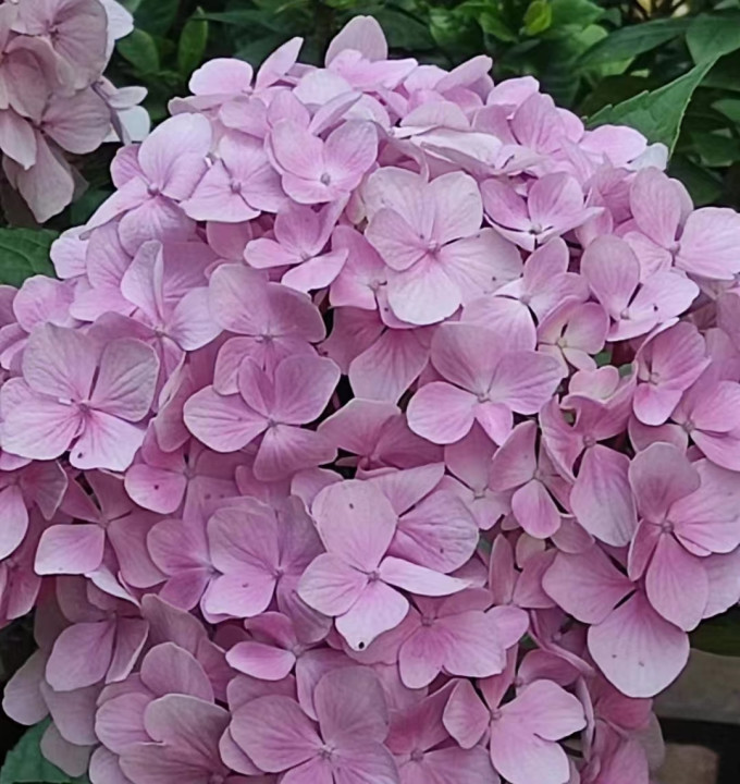急兔鲜花绿植