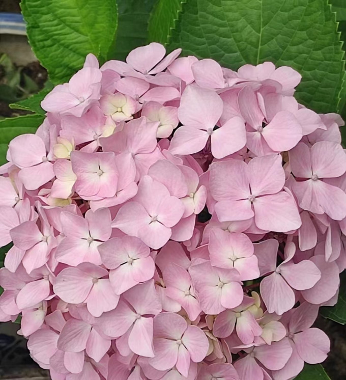 急兔鲜花绿植