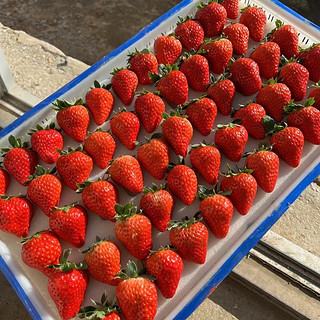 好吃的久久草莓分享，除了贵没毛病！