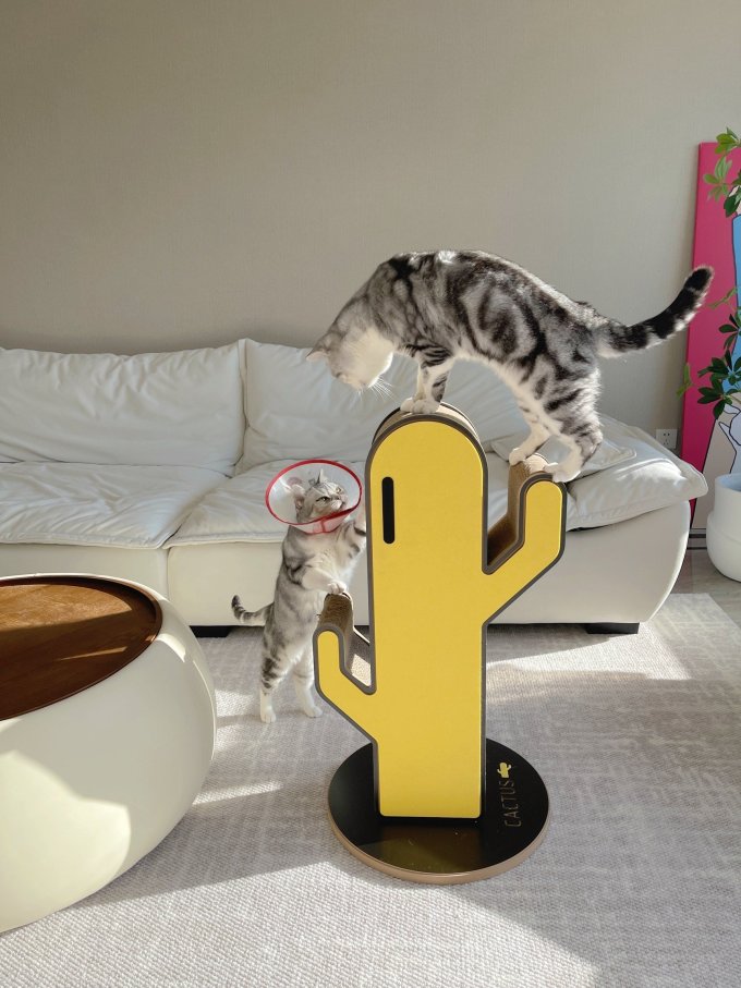 猫抓板