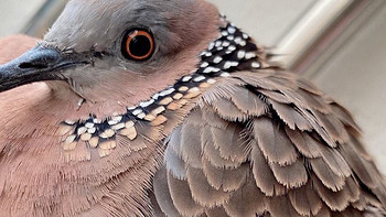 「斑鸠」:从自然到人文，探索鸟儿的多彩生活