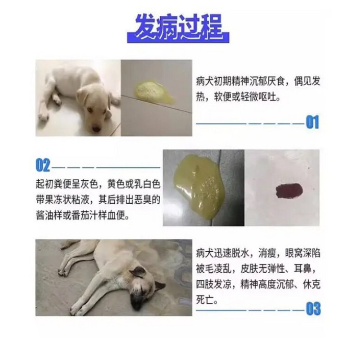 狗狗細小特效治療犬瘟抽搐拉血嘔吐犬細小病毒預防套餐單抗專用藥一