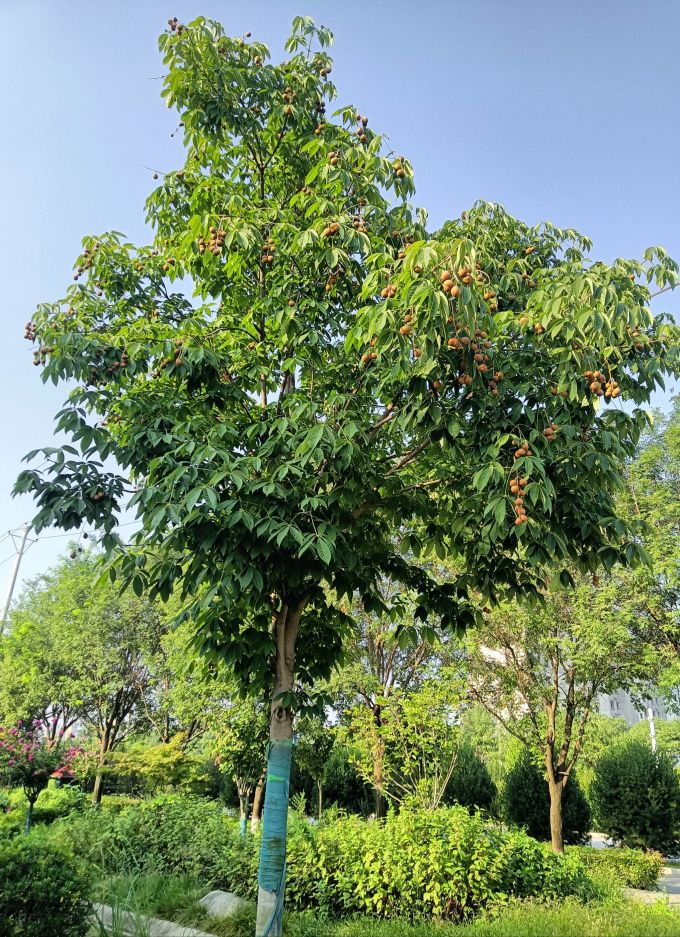 鲜花绿植