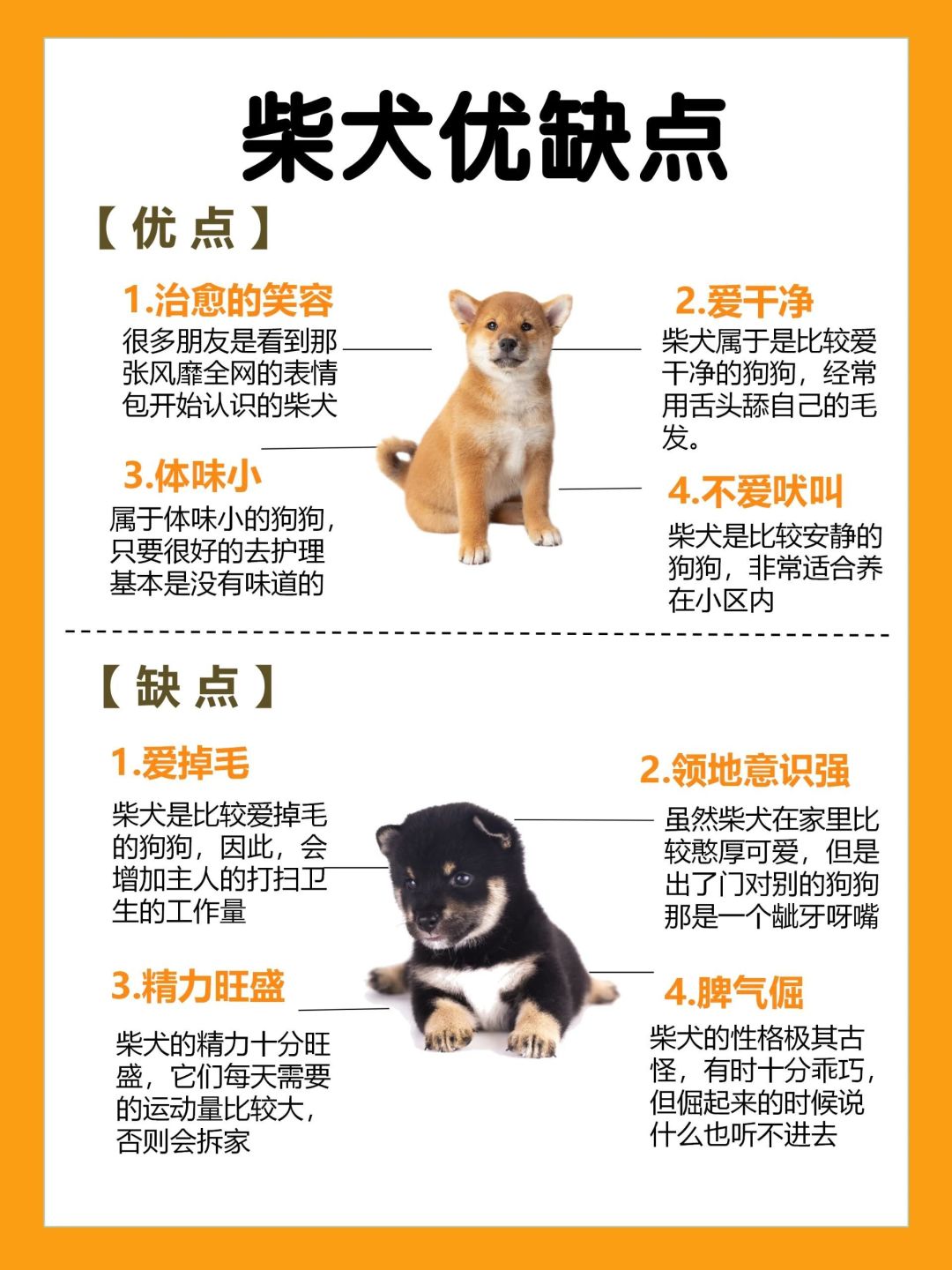 挑战每天认识一只狗狗～柴犬_什么值得买