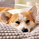 宠物专栏 篇三十二：让你的狗狗也想赖床的好物
