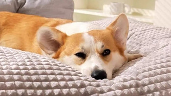宠物专栏 篇三十二：让你的狗狗也想赖床的好物