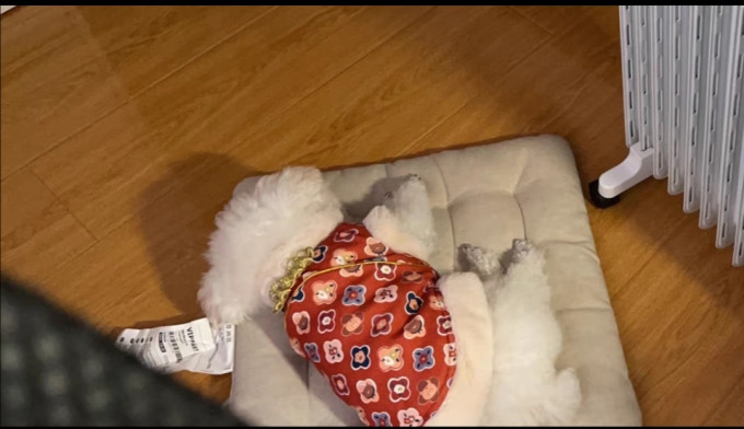 狗狗
