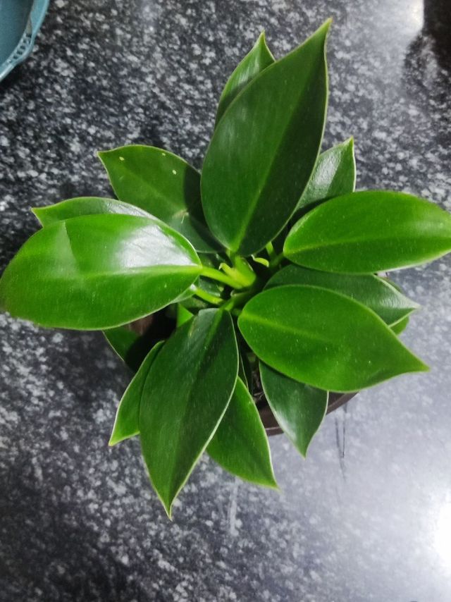 零元购的小绿植
