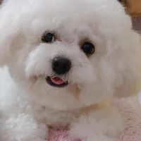 狗狗沐浴露