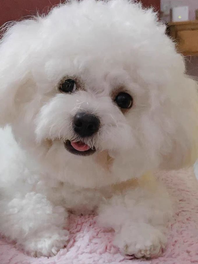 雪貂留香宠物沐浴露