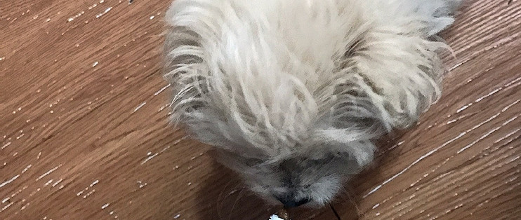 我家里可爱的小狗狗