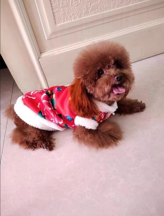 阿莫尔狗狗