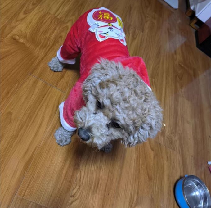 阿莫尔狗狗服饰