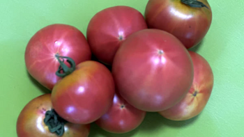 村夫大志戴安娜王妃草莓西红柿铁皮番茄绿腚水果生吃自然熟——顺丰速递