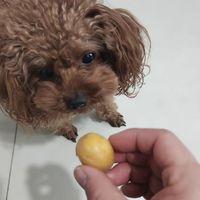 小狗好可爱