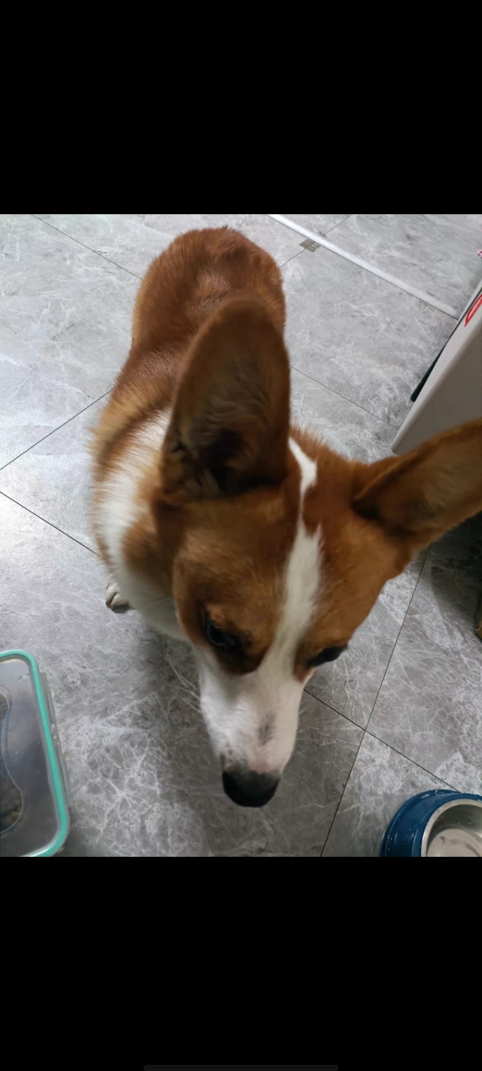 麦富迪猫咪磨牙洁齿