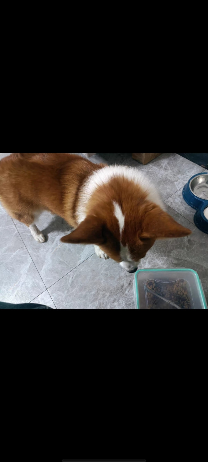 麦富迪猫咪磨牙洁齿