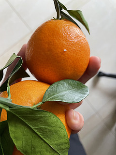 这个果冻橙不错