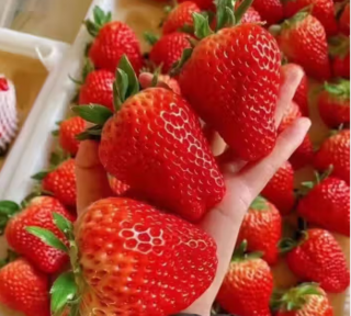 【爆款】珞宴红颜 99 草莓，新鲜采摘奶油味浓郁，大果斤斤暴击!