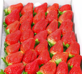 【爆款】珞宴红颜 99 草莓，新鲜采摘奶油味浓郁，大果斤斤暴击!