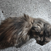 这只长毛玳瑁猫是新来的流浪猫