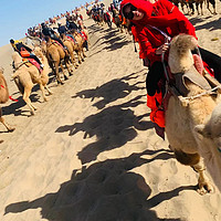 骆驼排队在等你