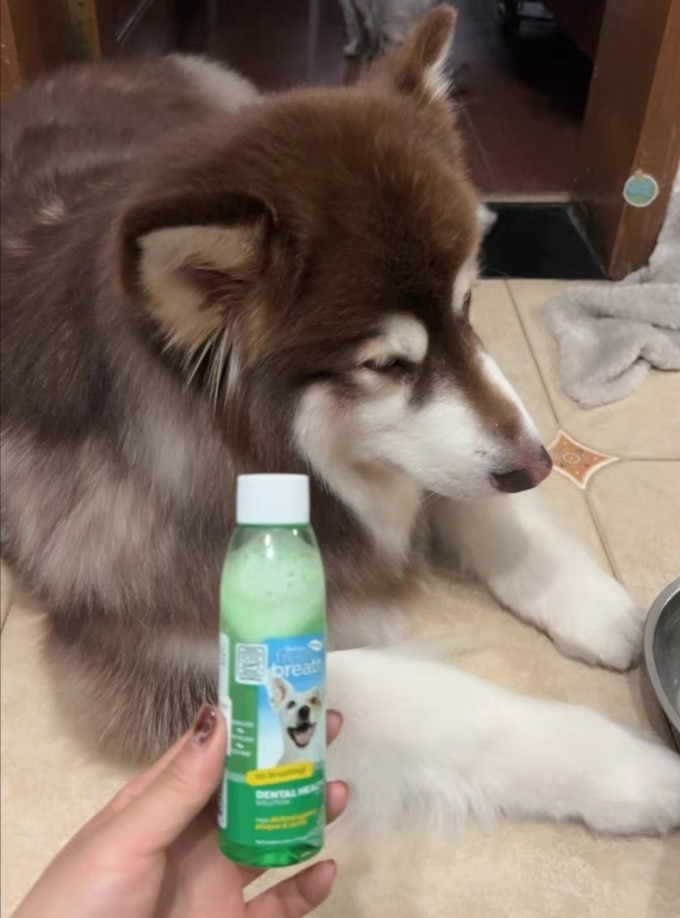 多美洁宠物湿巾