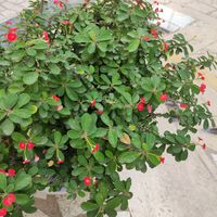 这种是什么花，居然这么多刺