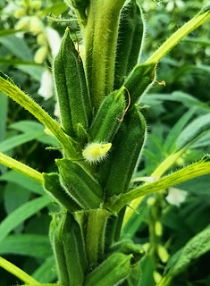 芝麻开花，节节高，从夏到收