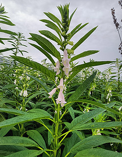 芝麻开花，节节高，从夏到收