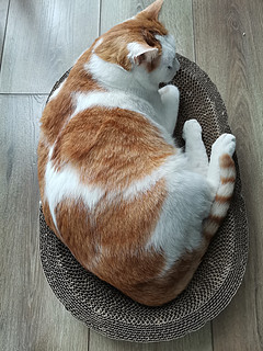 橘猫一躺，谁说不像座金山？