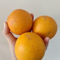 又到吃橙子🍊的季节了~