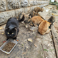 顽皮醇鲜猫粮，猫咪喜欢吃，流浪猫也很Happy