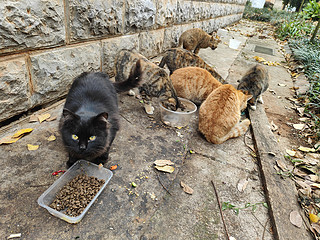 顽皮醇鲜猫粮，猫咪喜欢吃，流浪猫也很Happy